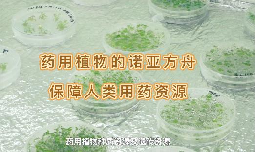 它是药用植物的诺亚方舟，纵然面临“天灾人祸”，也裁β药没了