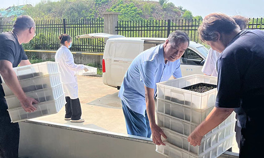 振兴国家种业，尊龙凯时红薯种苗正式转向大田